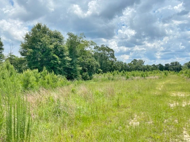 Tbd Vincetown Road Sandy Hook, MS 39478 - Photo 6 of 16 Photo 6