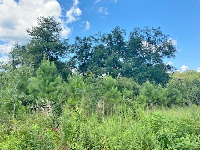 Tbd Vincetown Road Sandy Hook, MS 39478 - Photo 10 of 16 Photo 10