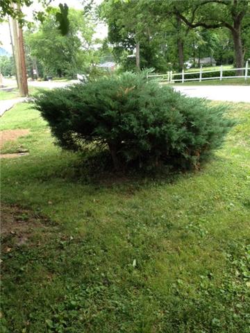 3050 Hillside Road Nashville, TN 37207 - Photo 17 of 17 large bonsai in front yard