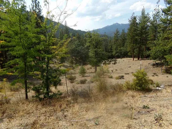 a view of a dry yard covered with trees