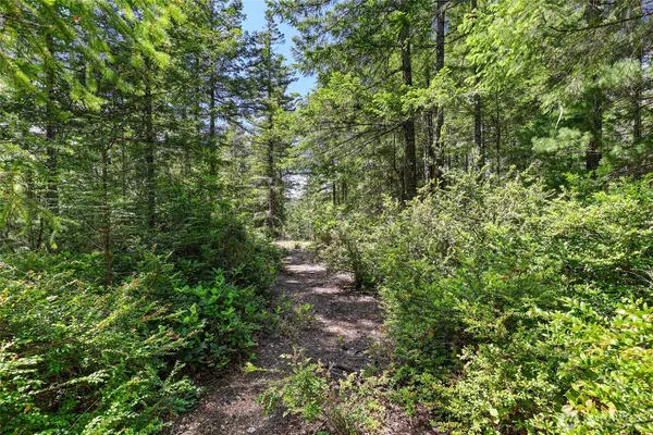 a view of a lush green forest