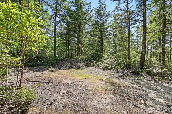 a view of a forest filled with trees
