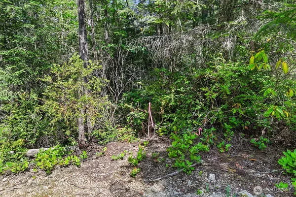 a plant view in yard