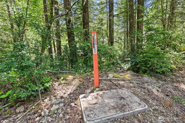 a flag is sitting in the middle of forest