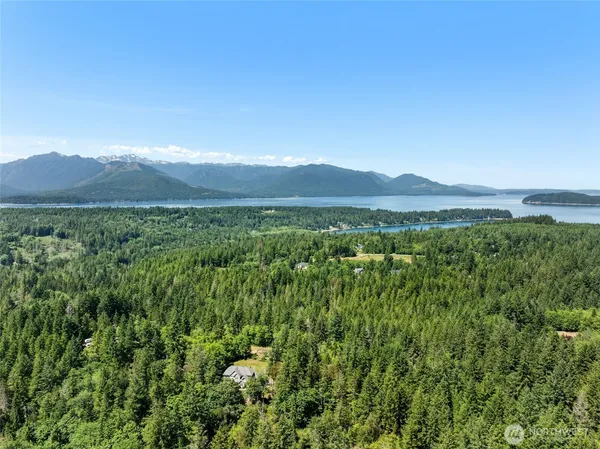 a view of a lush green forest with a mountain in the background