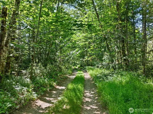 a view of a lush green forest