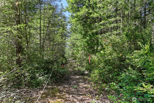 a view of a forest with a tree