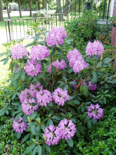 17 Winona Road Mount Pocono, PA 18344 - Photo 6 of 10 a view of a flower