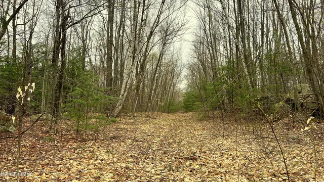 a view of a fan and lots of trees and a plant