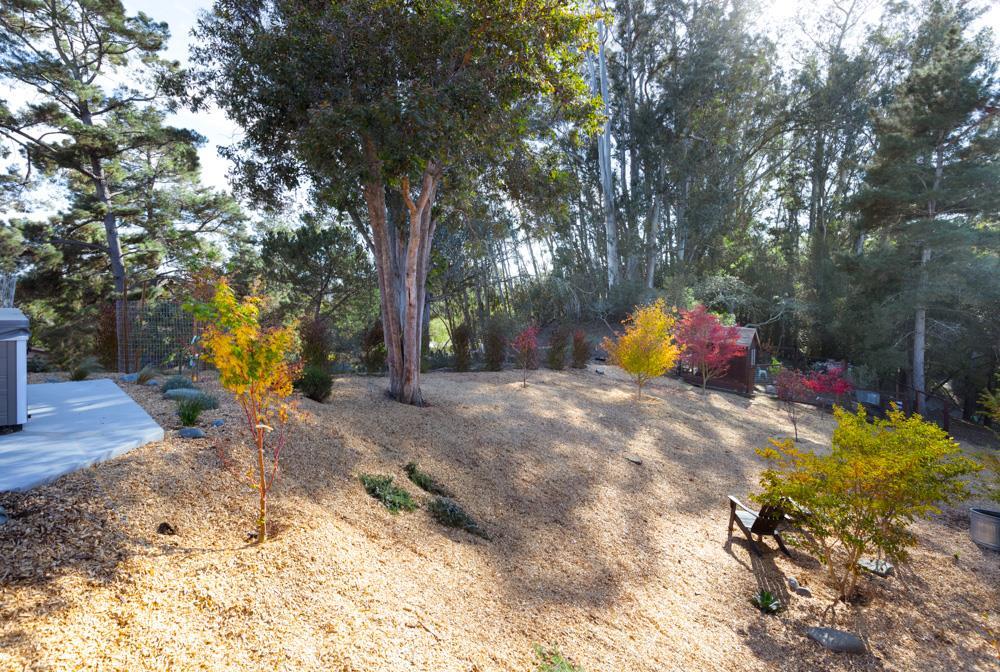 390 Brooktree Ranch Road Aptos, CA 95003 - Photo 27 of 31 a view of a tree with back yard