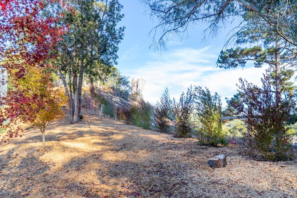 390 Brooktree Ranch Road Aptos, CA 95003 - Photo 29 of 31 a view of a yard with a tree