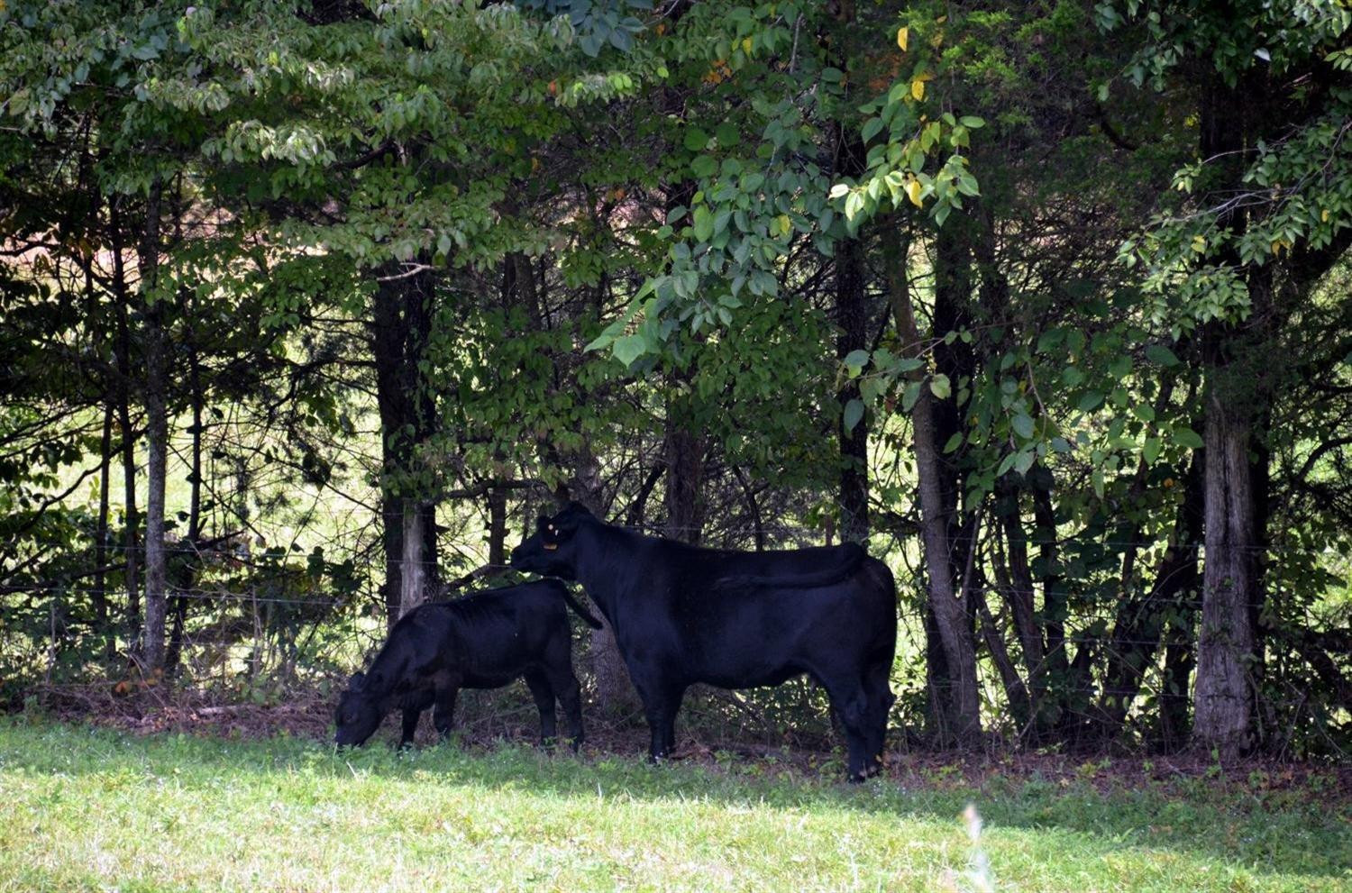 375 White Oak Road Irvine, KY 40336 - Photo 36 of 47 Cattle help keep everything nice and cle
