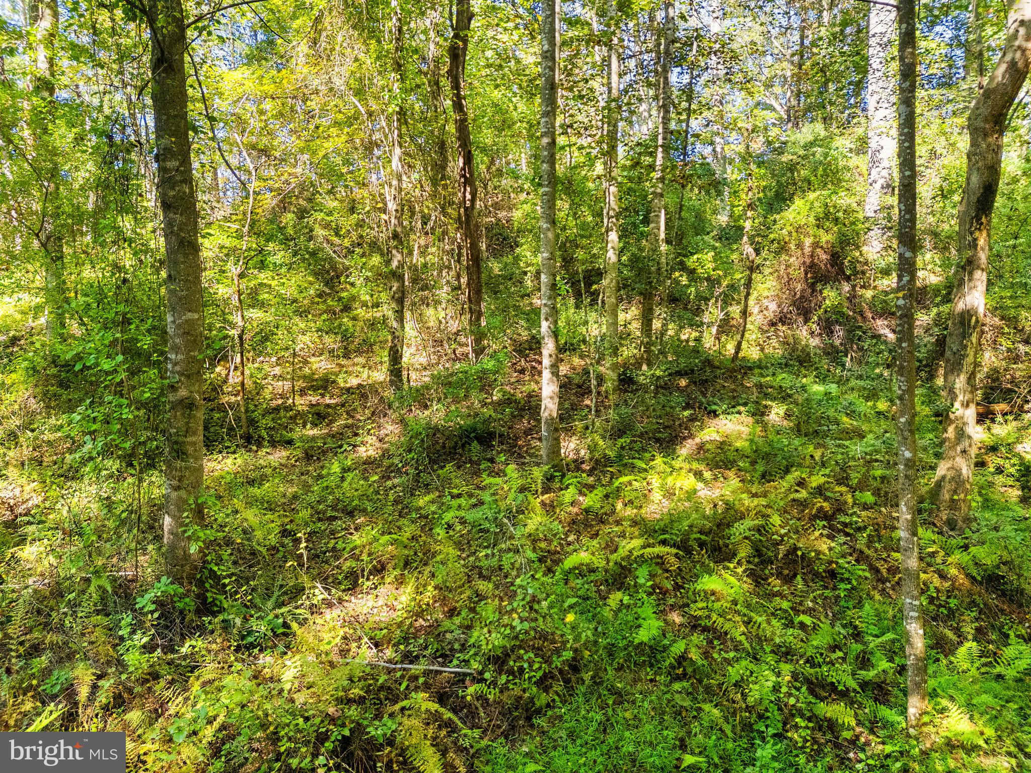 Vacant Land Cabin Branch Road Marshall, VA 20115 - Photo 20 of 28
