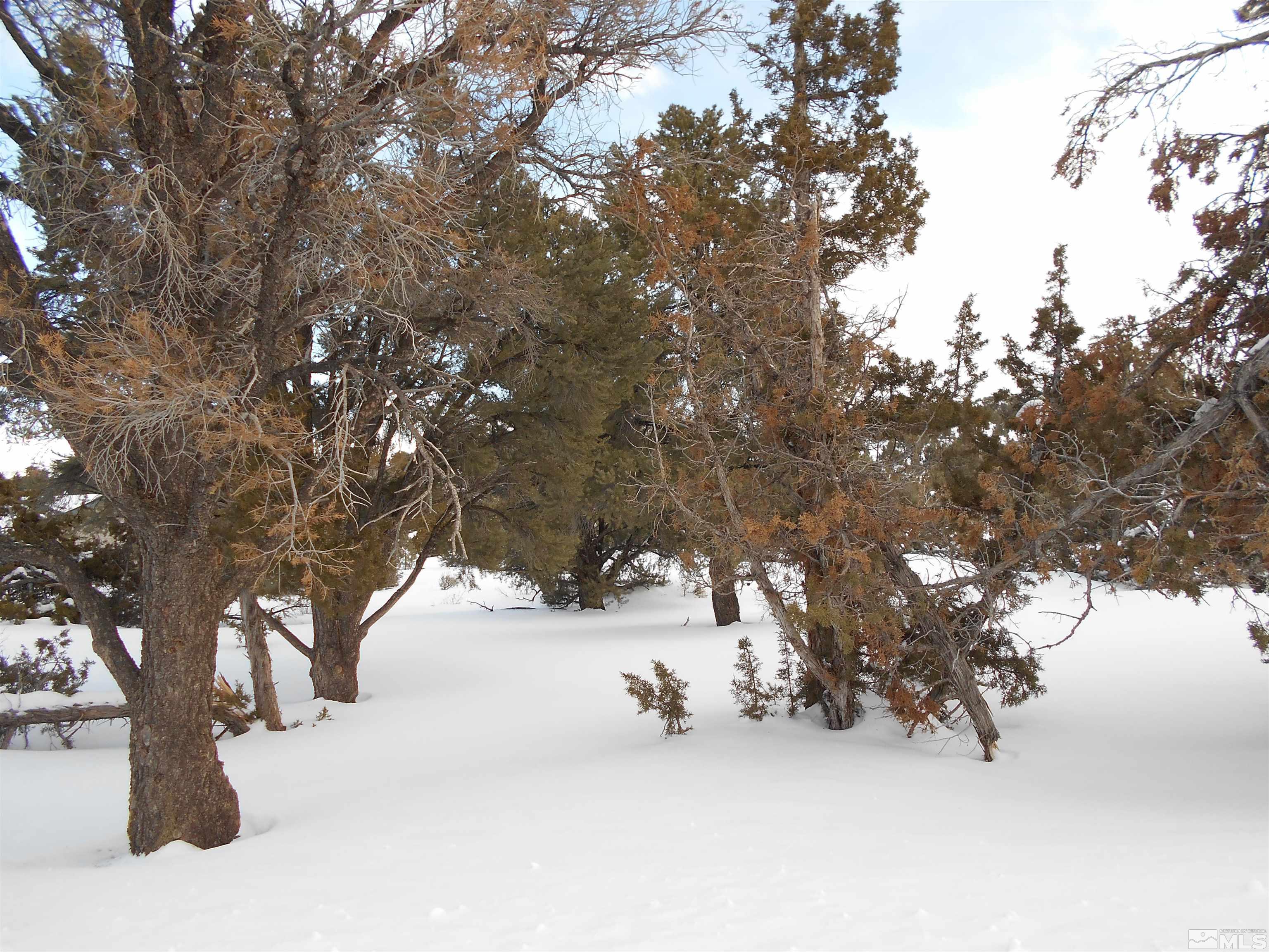 2343 Cartwright Road Reno, NV 89521 - Photo 8 of 12 a view of snow on a tree