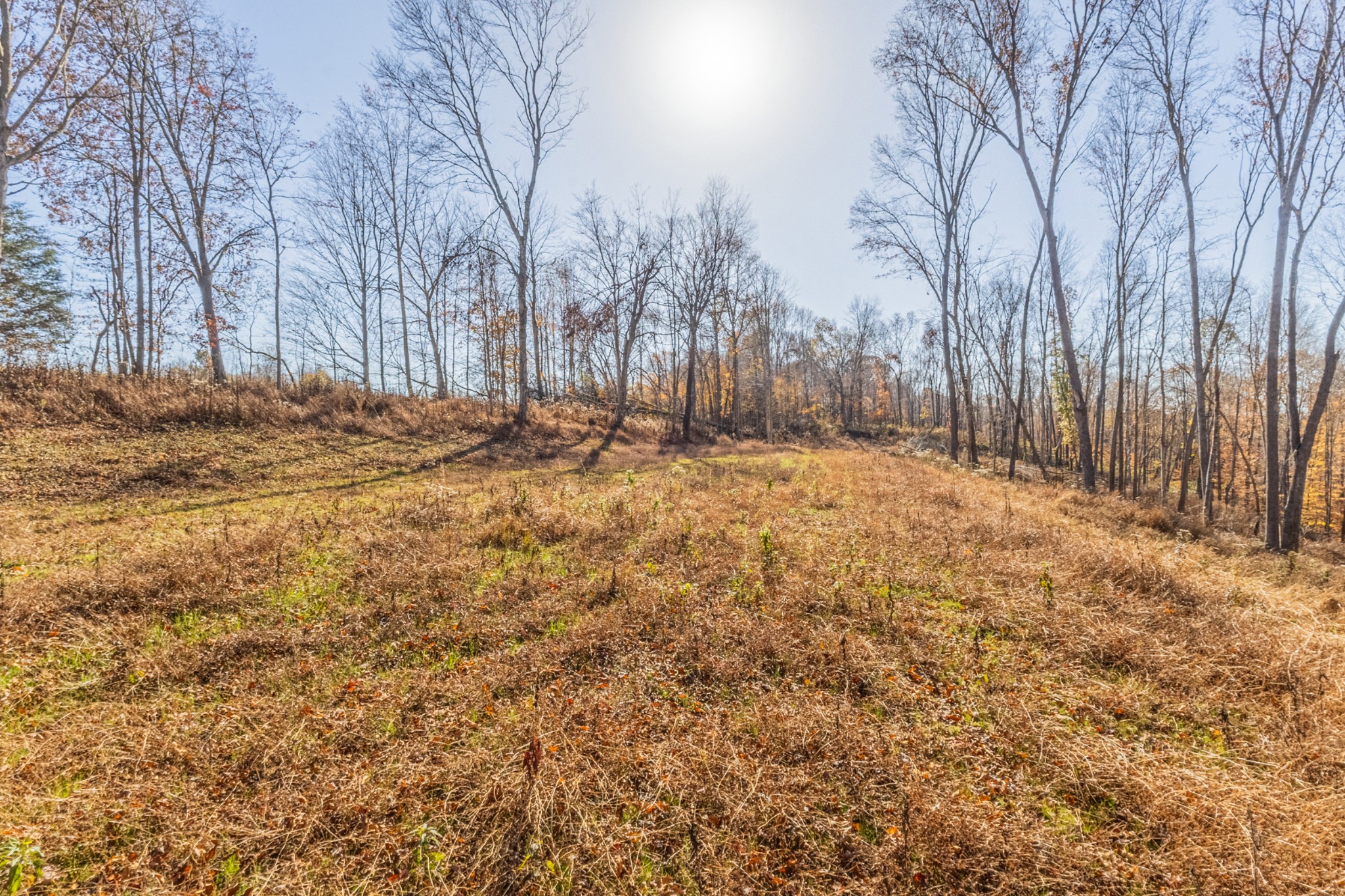 1548 Rabe Coats Road Westmoreland, TN 37186 - Photo 3 of 9 a view of yard with trees