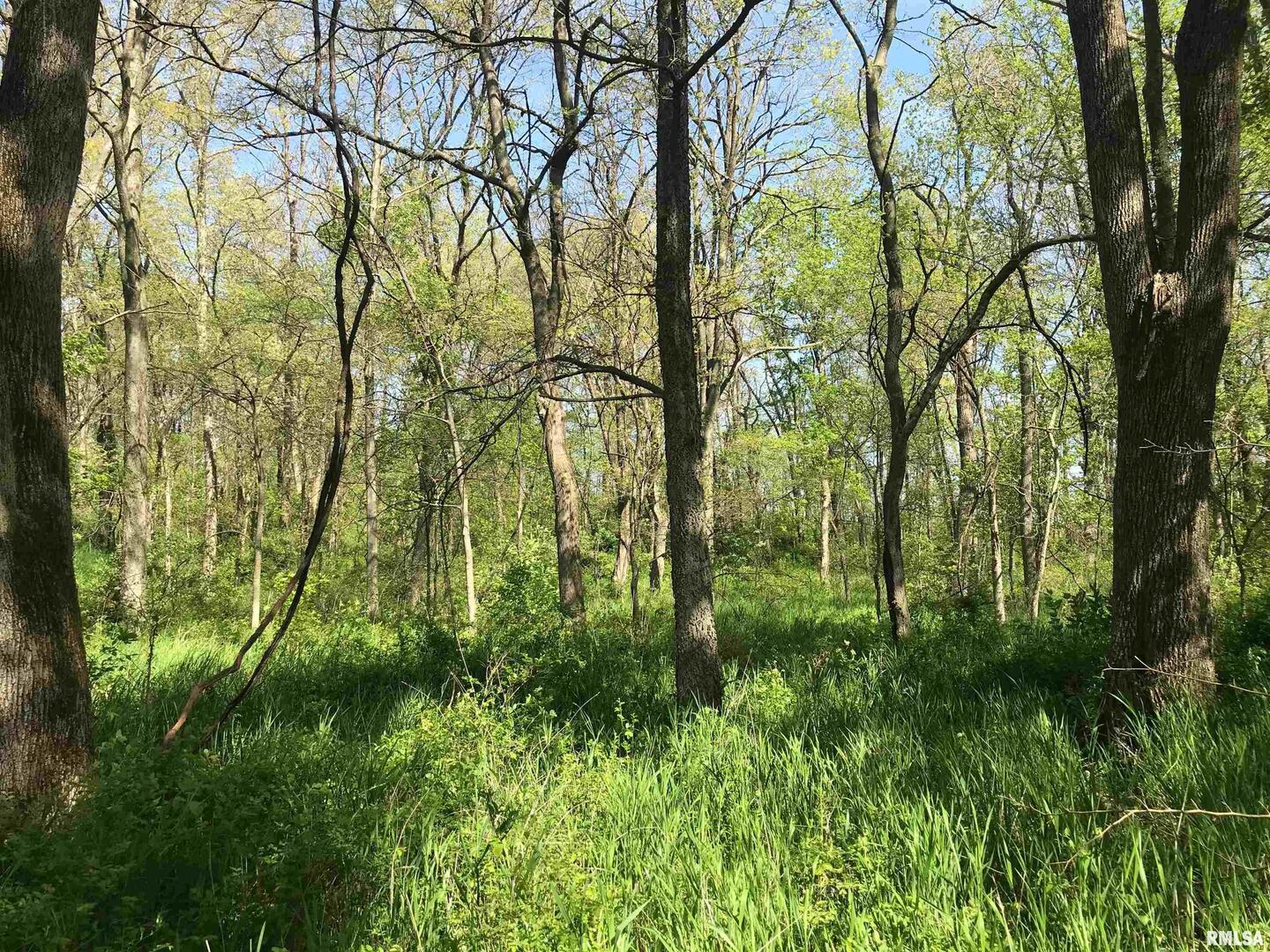 0 North 1900th Street Dieterich, IL 62424 - Photo 5 of 12 a view of yard