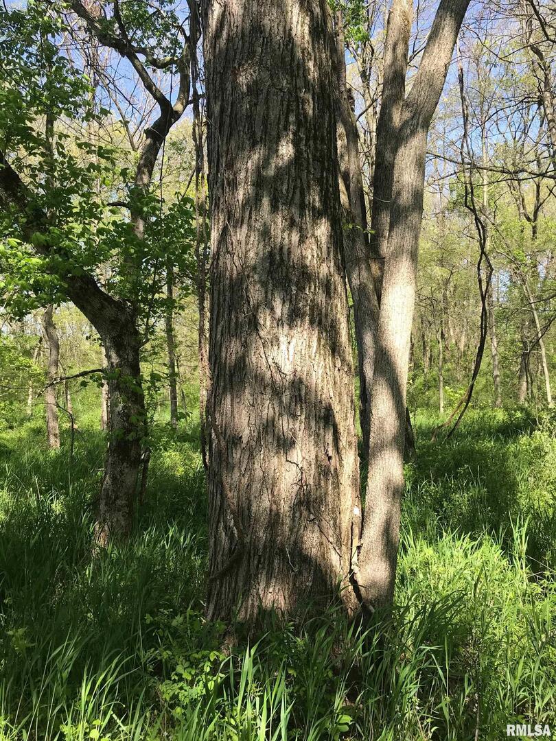 0 North 1900th Street Dieterich, IL 62424 - Photo 9 of 12 a view of tree