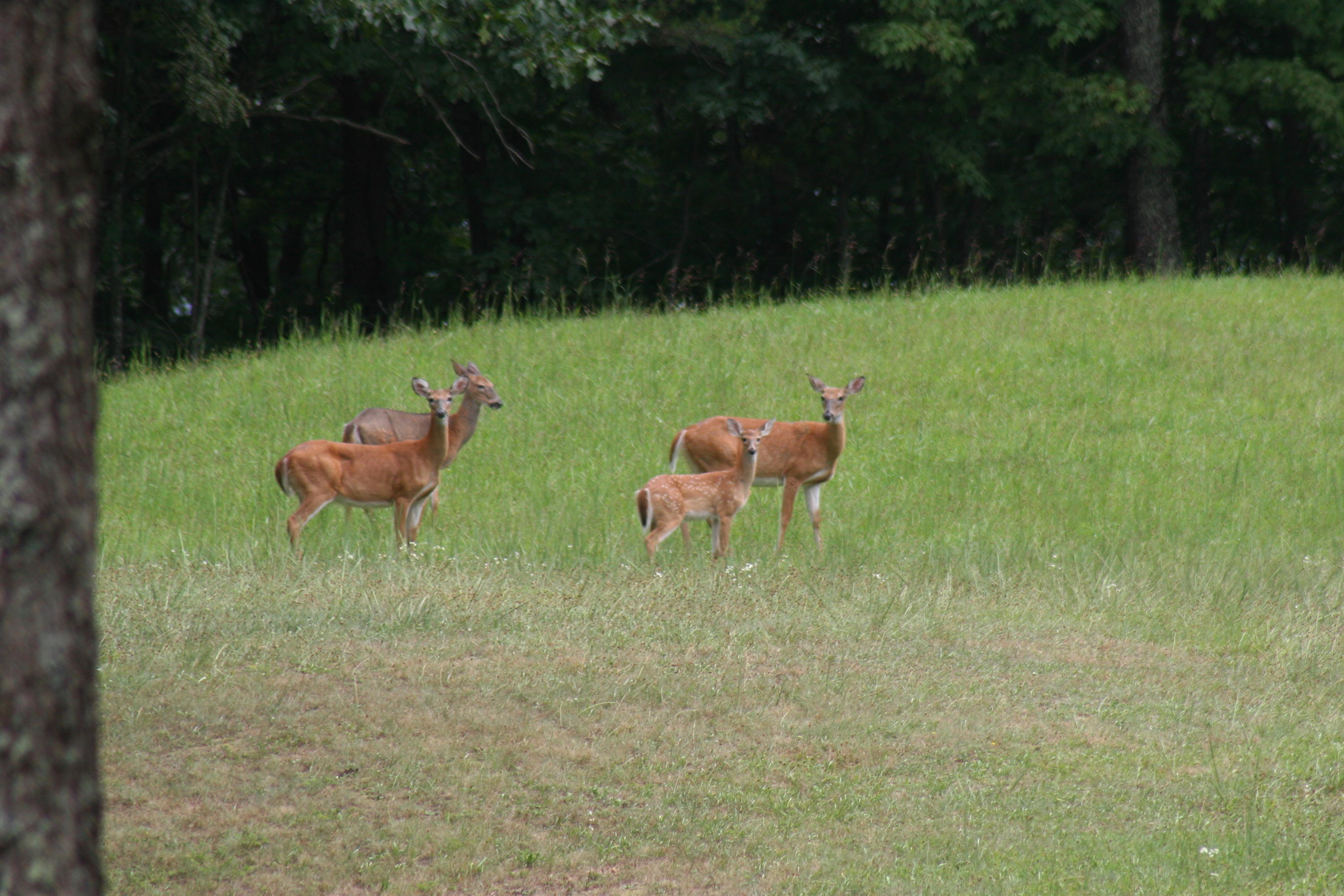 2118 River Ridge Road Pipestem, WV 25979 - Photo 49 of 71 Gallery Image 49