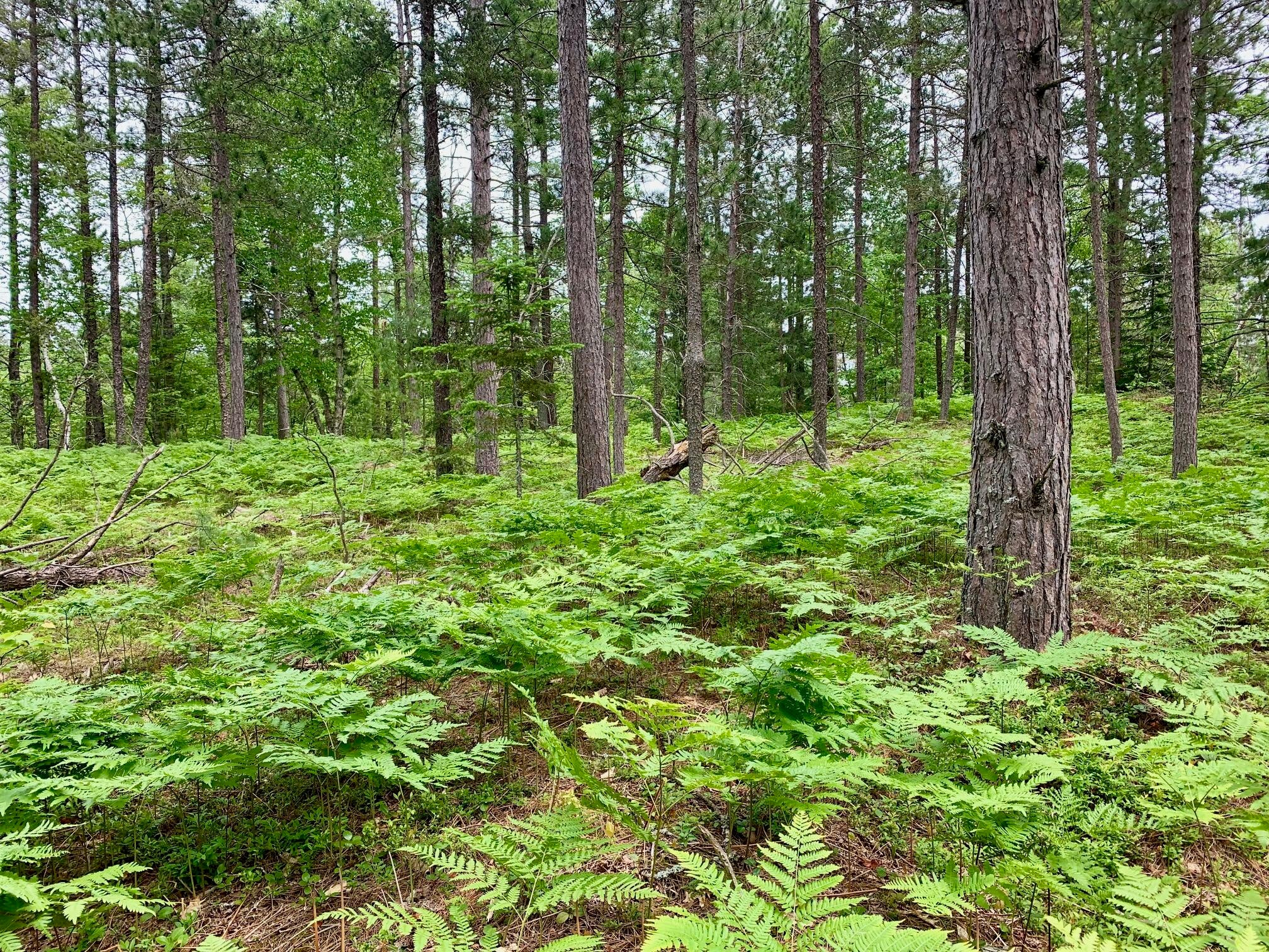 0 West Betsy River Road Paradise, MI 49768 - Photo 5 of 9 Gallery Image 5