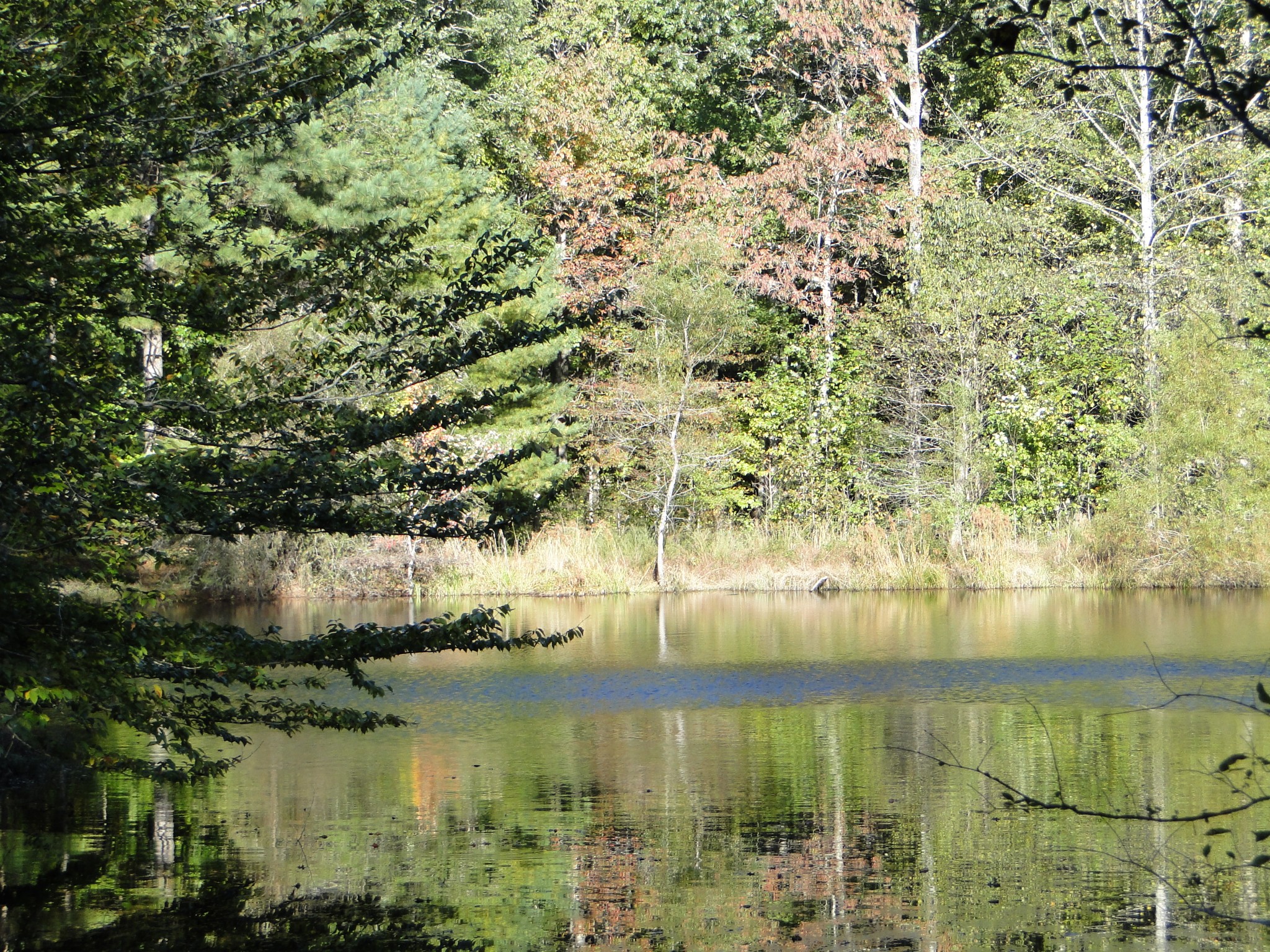 5629 Pinewood Road Franklin, TN 37064 - Photo 29 of 49 a view of a lake from a yard