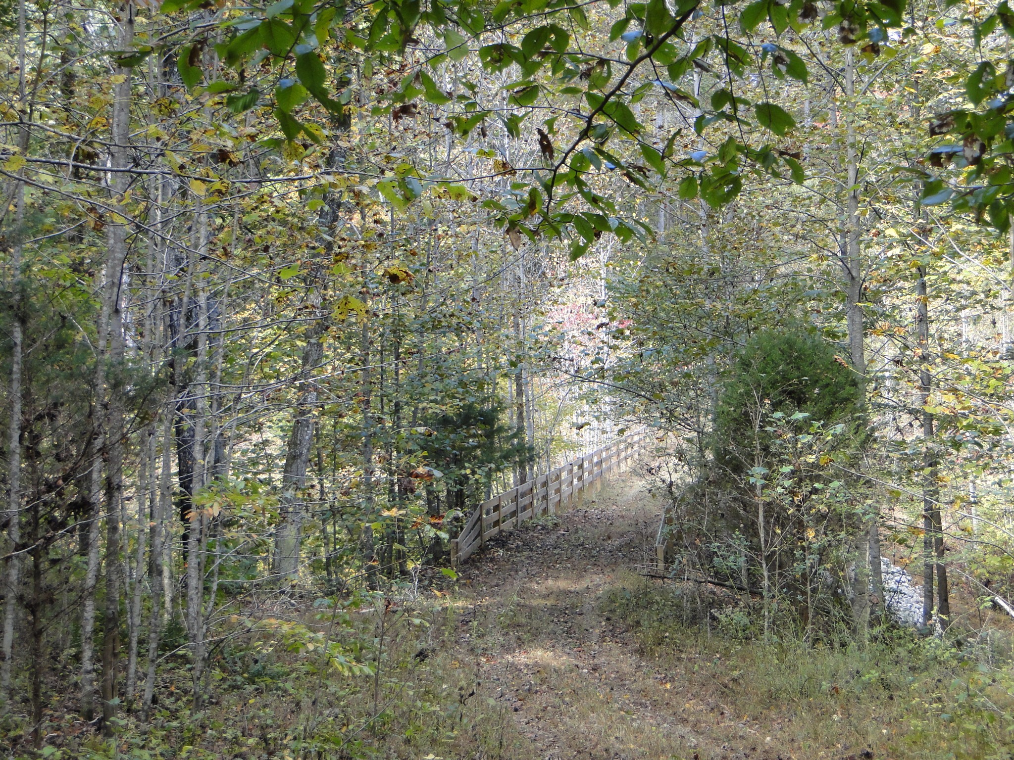 5629 Pinewood Road Franklin, TN 37064 - Photo 34 of 49 a view of a forest with a tree
