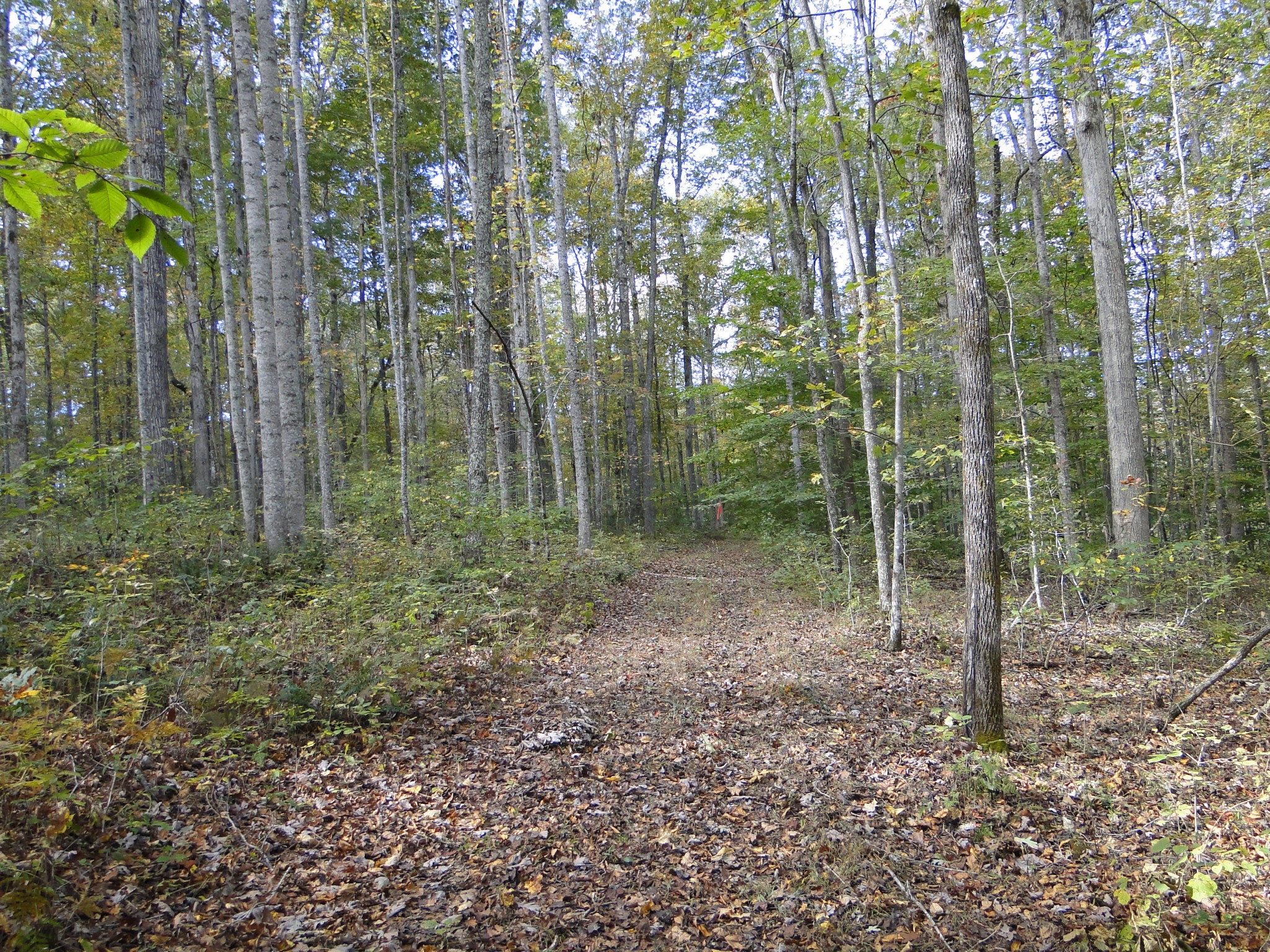 5629 Pinewood Road Franklin, TN 37064 - Photo 35 of 49 a view of a forest with trees