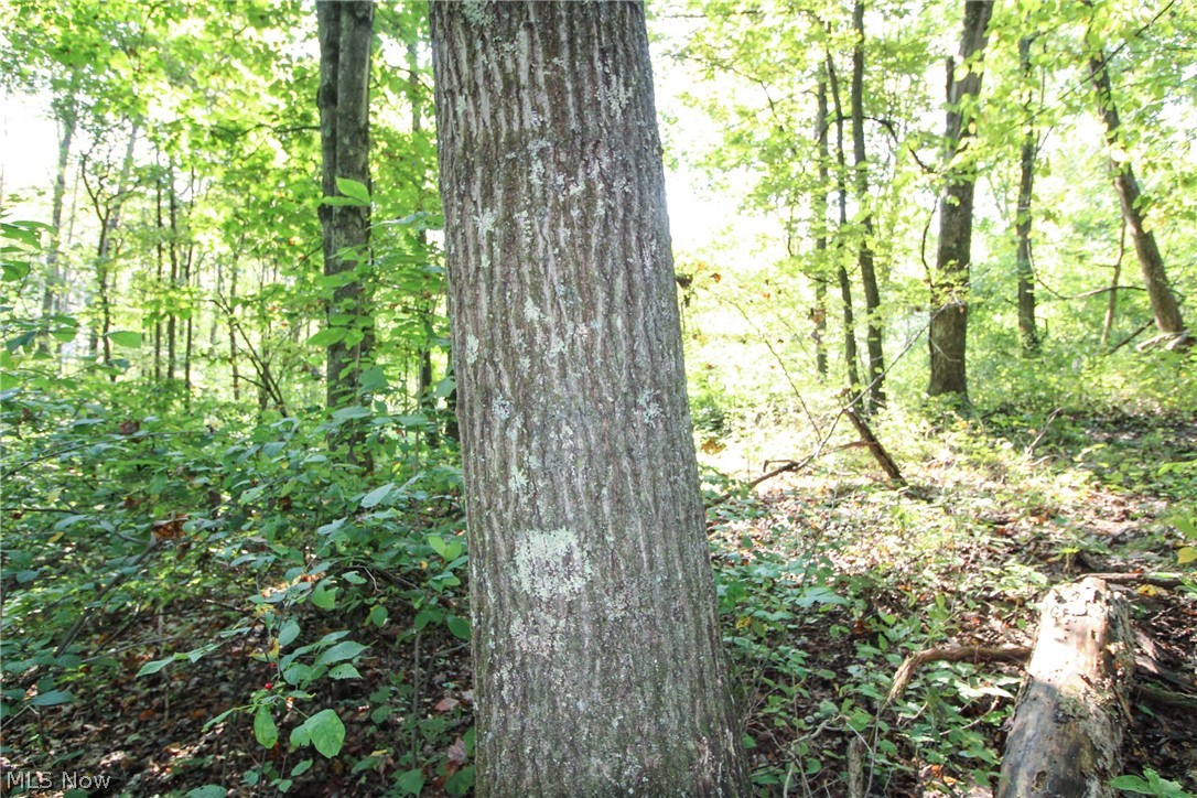Post Boy Road Newcomerstown, OH 43832 - Photo 10 of 27 Gallery Image 10