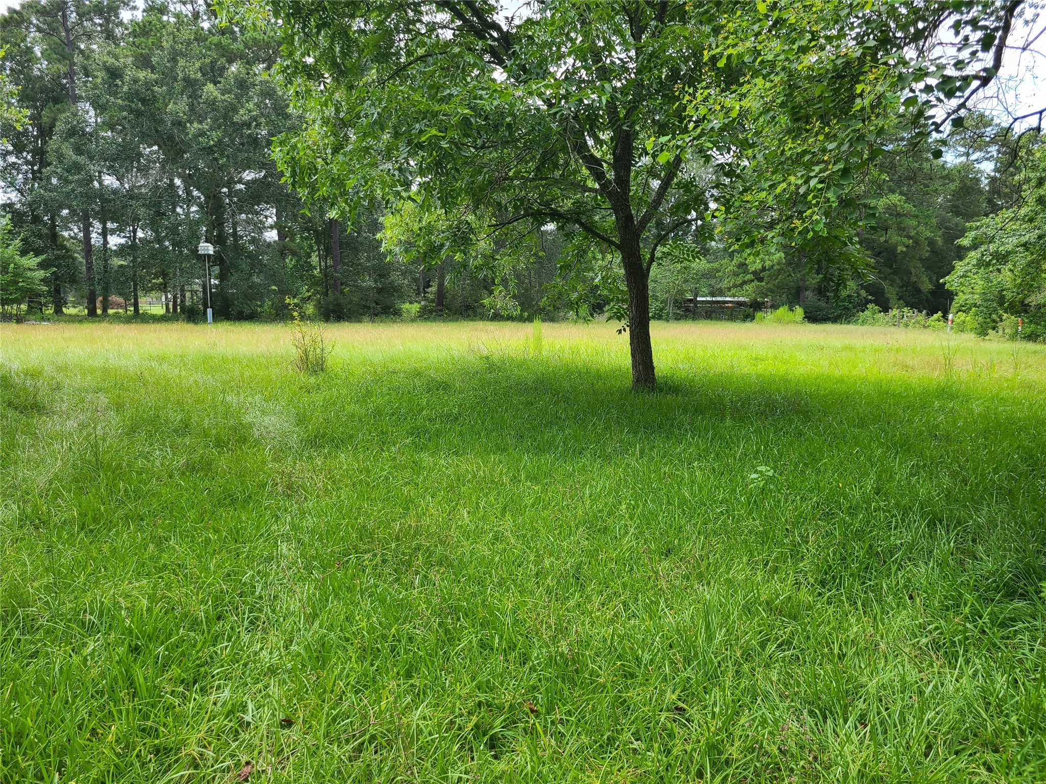14629 McGregor Road Conroe, TX 77302 - Photo 7 of 11 a view of green field with trees in the background