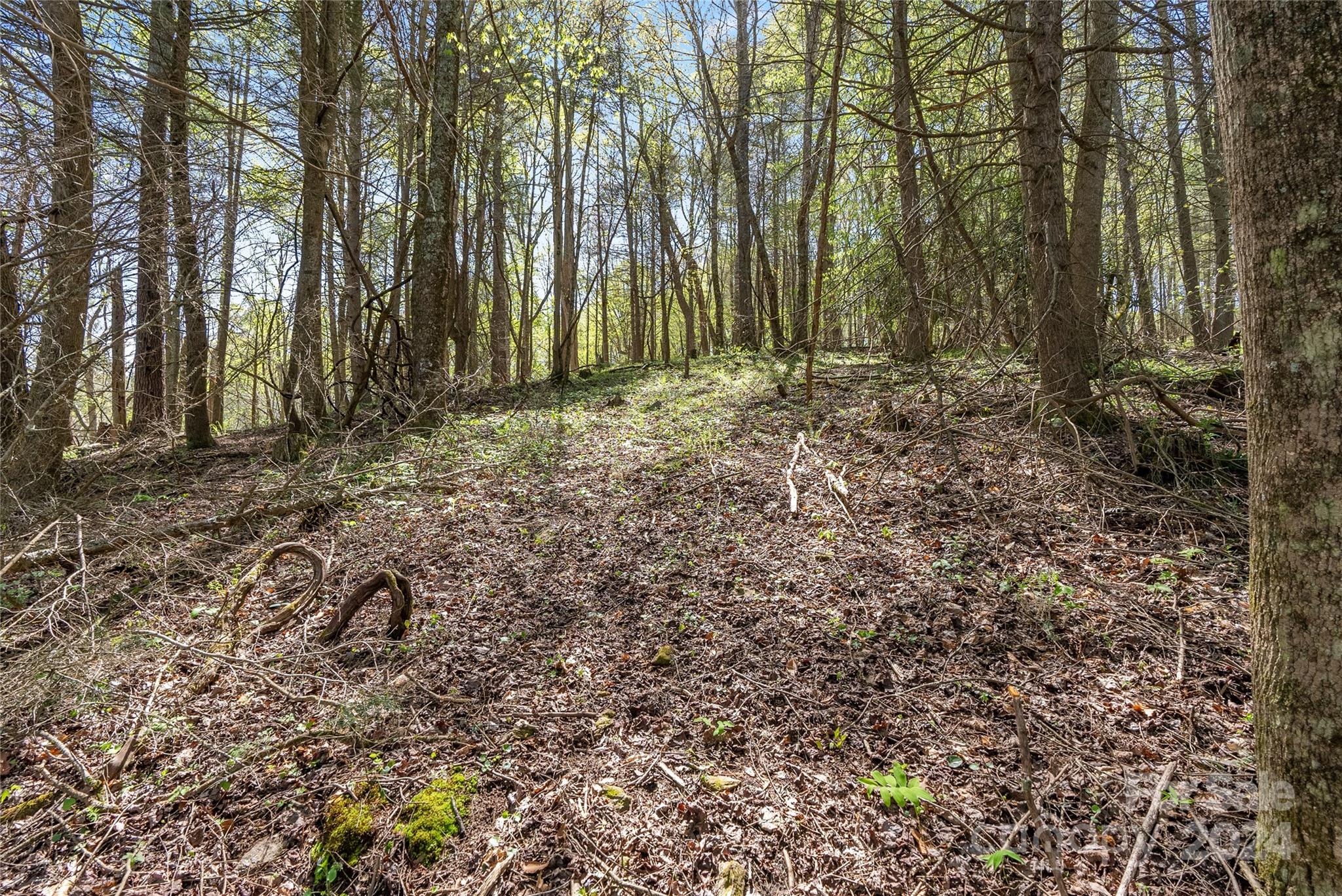 3262 Windswept Ridge Road Marshall, NC 28753 - Photo 36 of 39 a view of outdoor space with lots of trees