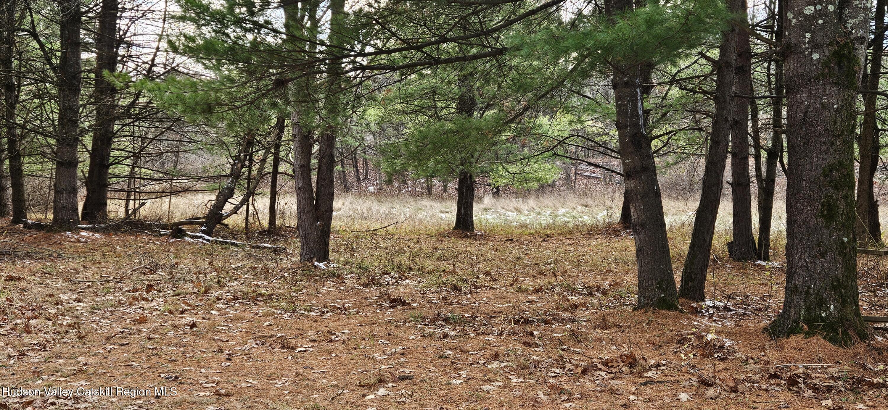 374 North Ridge Road Hannacroix, NY 12087 - Photo 22 of 24 a view of some trees in the forest