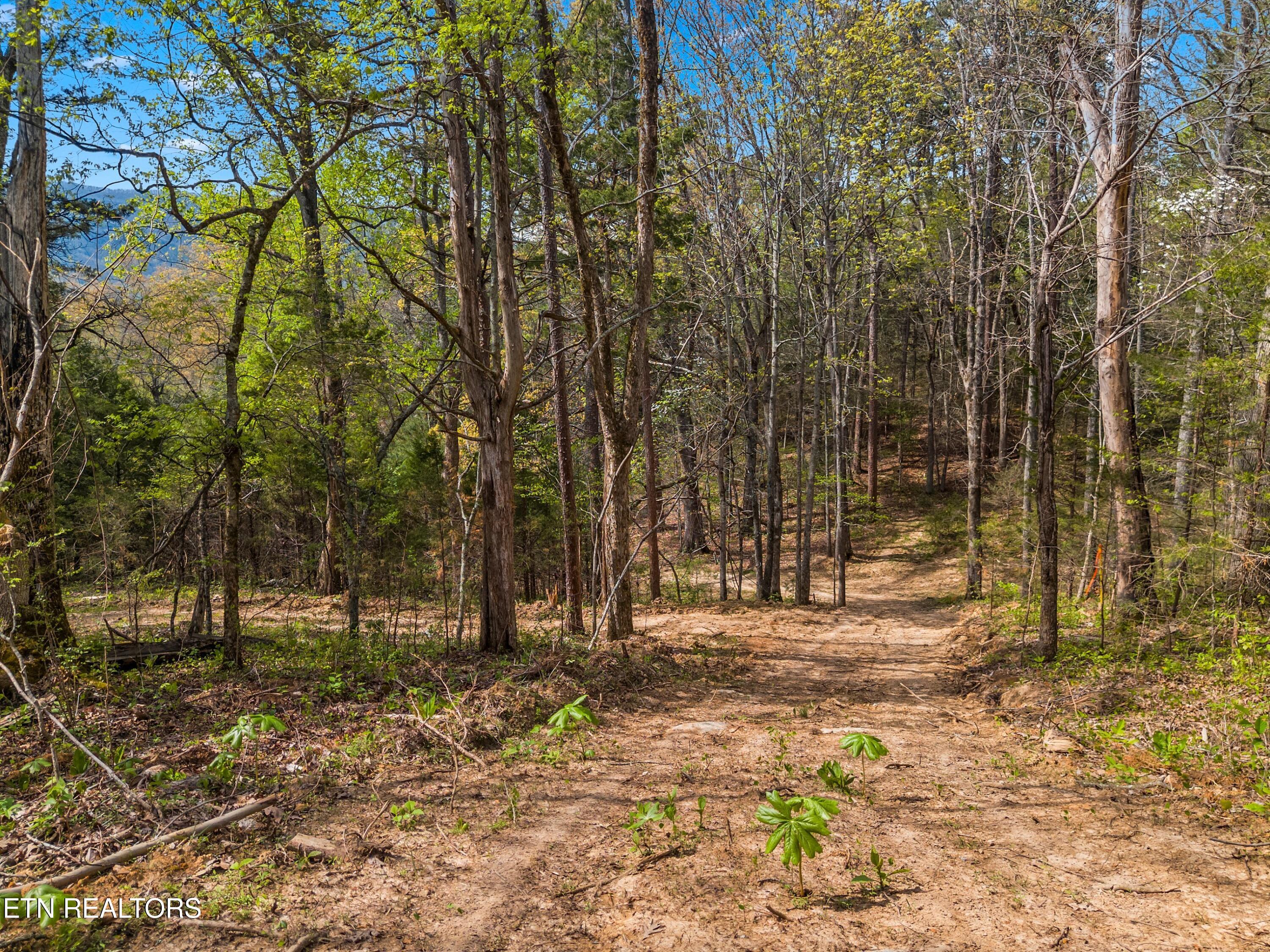 Bogard Road Newport, TN 37821 - Photo 16 of 38 018-BogardRoad-Cosby-TN-SMALL