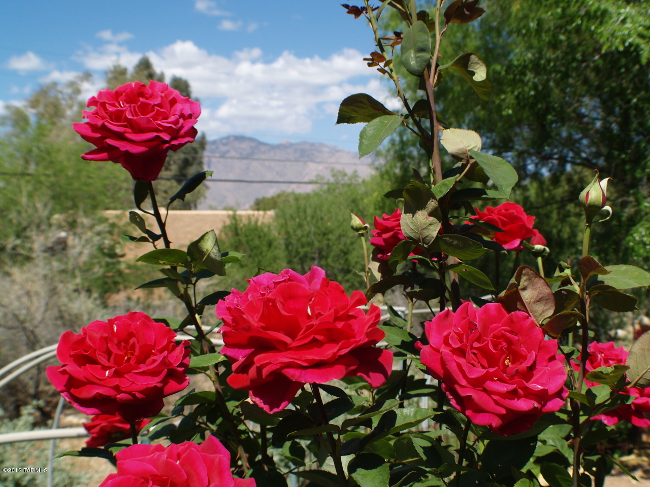 529 East Roger Road Tucson, AZ 85705 - Photo 5 of 49