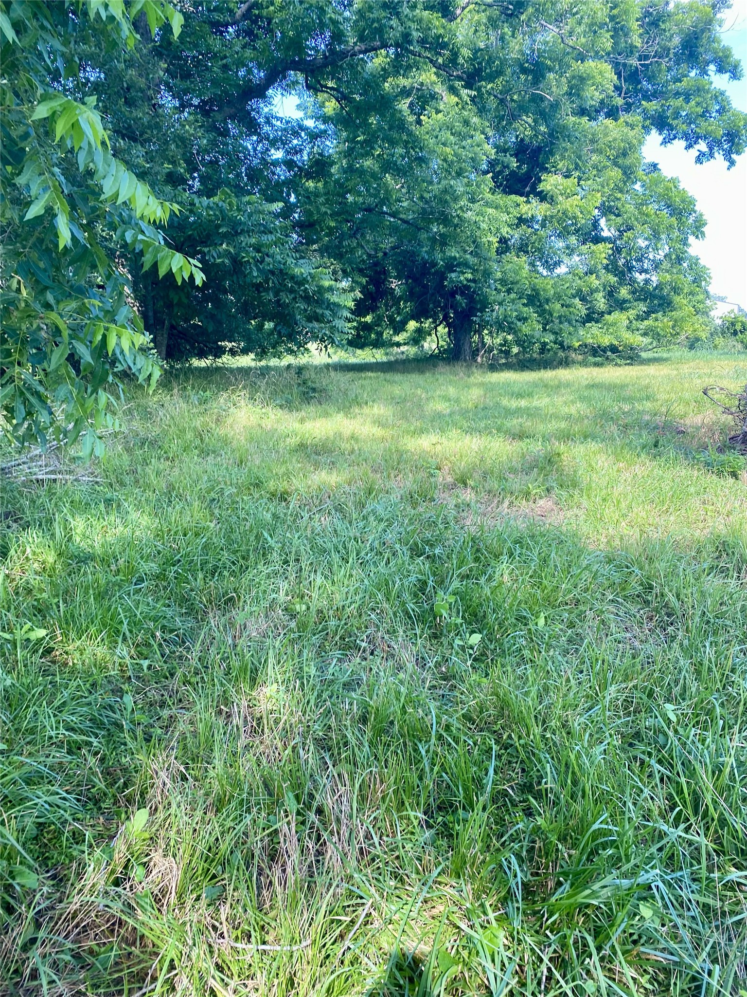 336 Wagon Wheel Trail Angleton, TX 77515 - Photo 10 of 11 a view of a lush green space