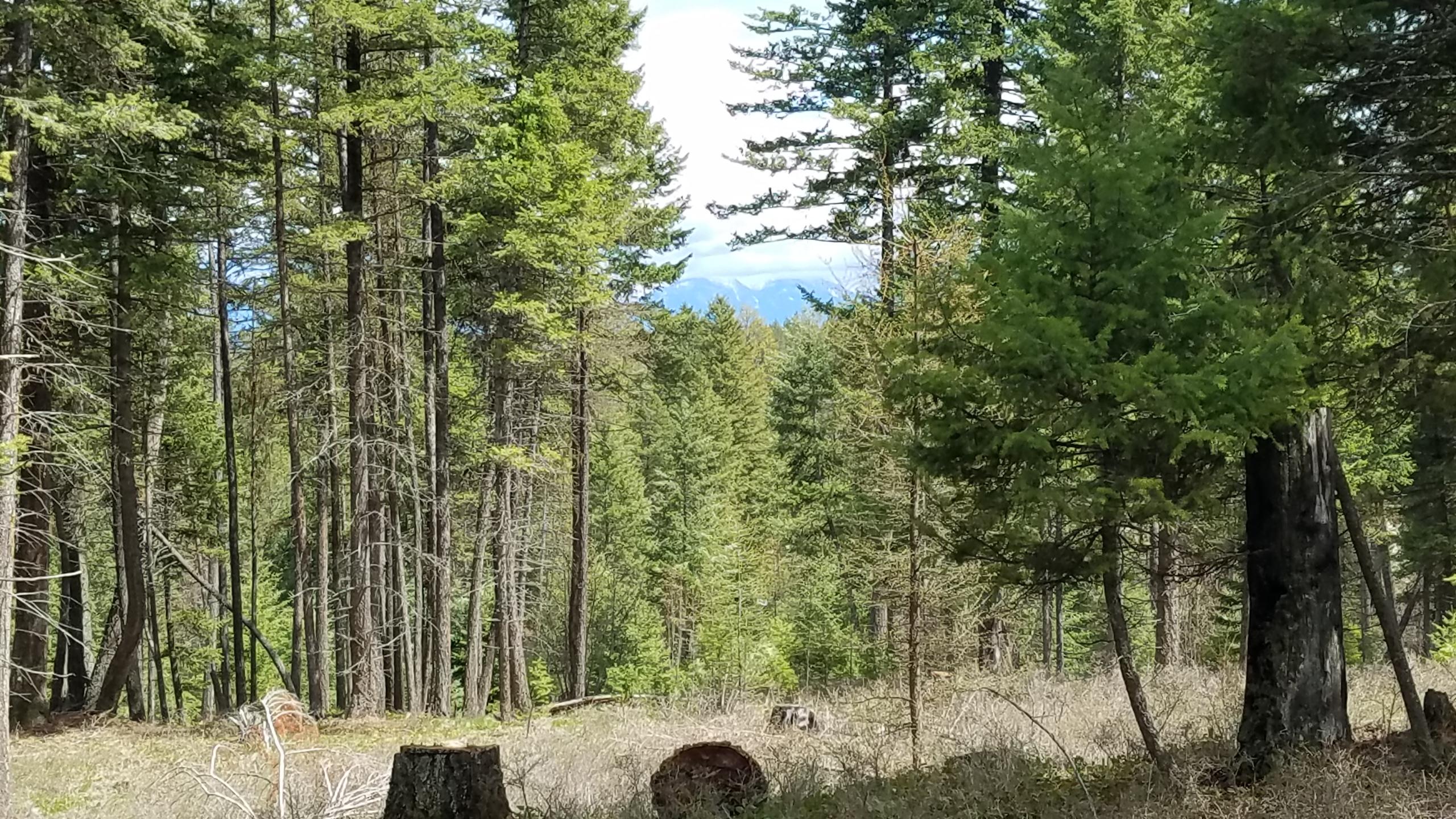 181 Bierney Creek Road Lakeside, MT 59922 - Photo 1 of 1 Gallery Image 1
