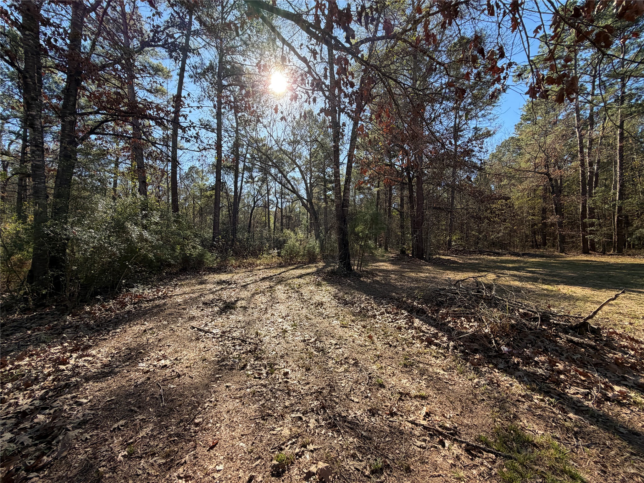 397 County Road 2117 Cleveland, TX 77327 - Photo 41 of 46 a view of backyard with tree