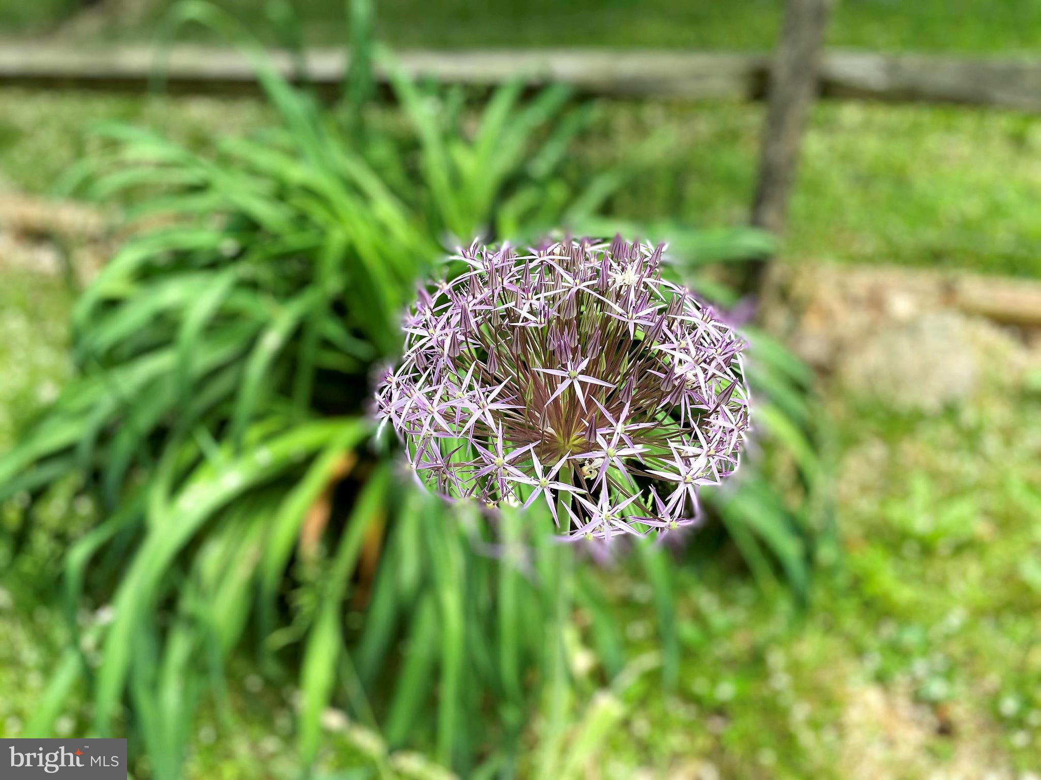 1163 Osborne Road Downingtown, PA 19335 - Photo 77 of 89 Flowers