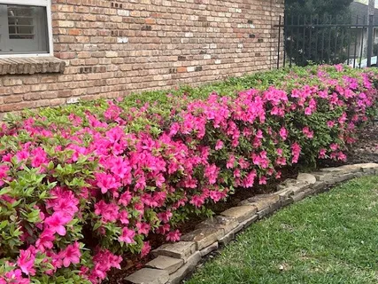 a view of yard with flowers and flowers