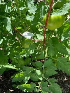 a backyard of a tree