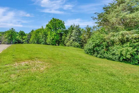 a view of a field with plants and a trees