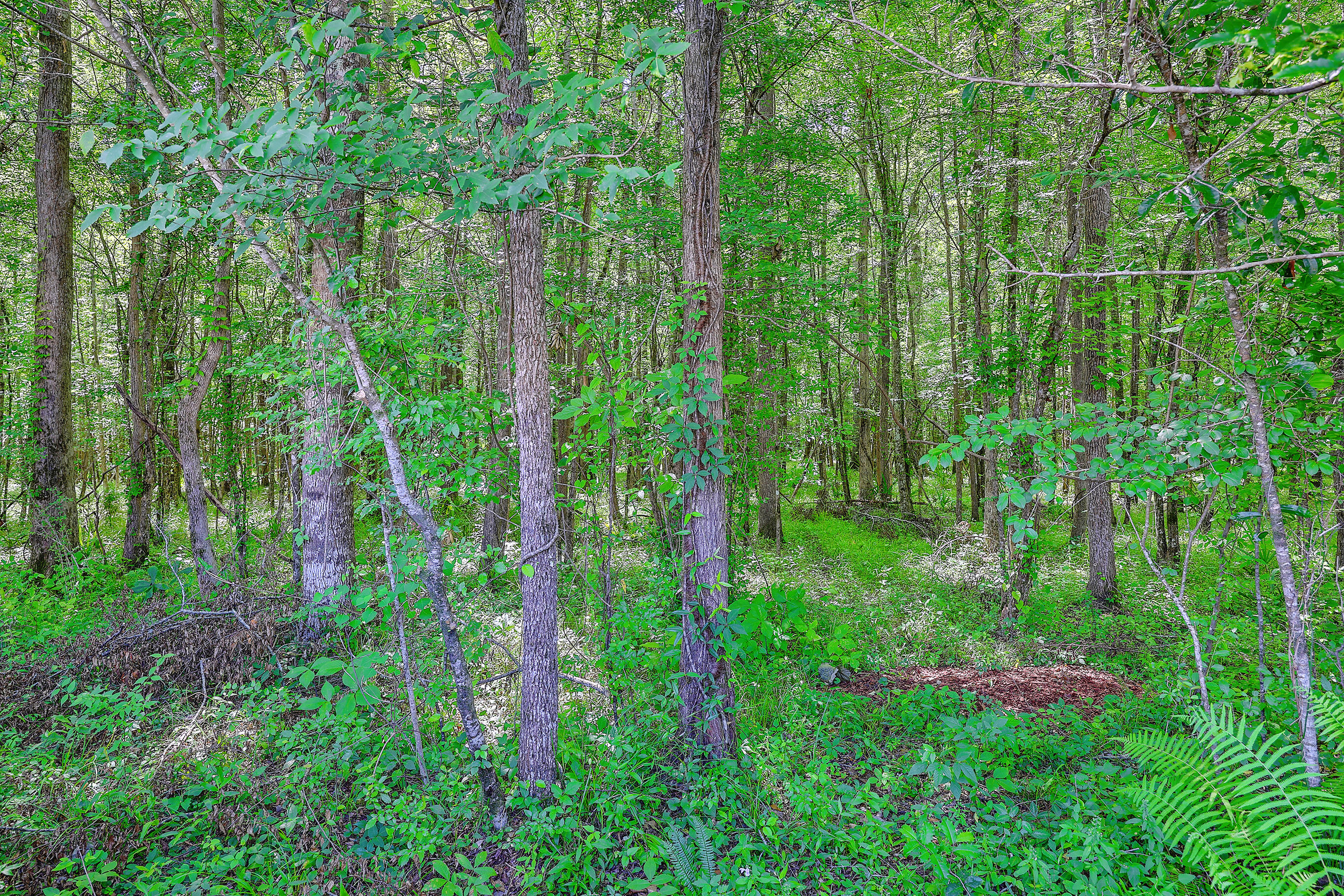 126 Old Jackson Road Goose Creek, SC 29445 - Photo 39 of 44 ZYN_2017_18_19_20_21_22_23