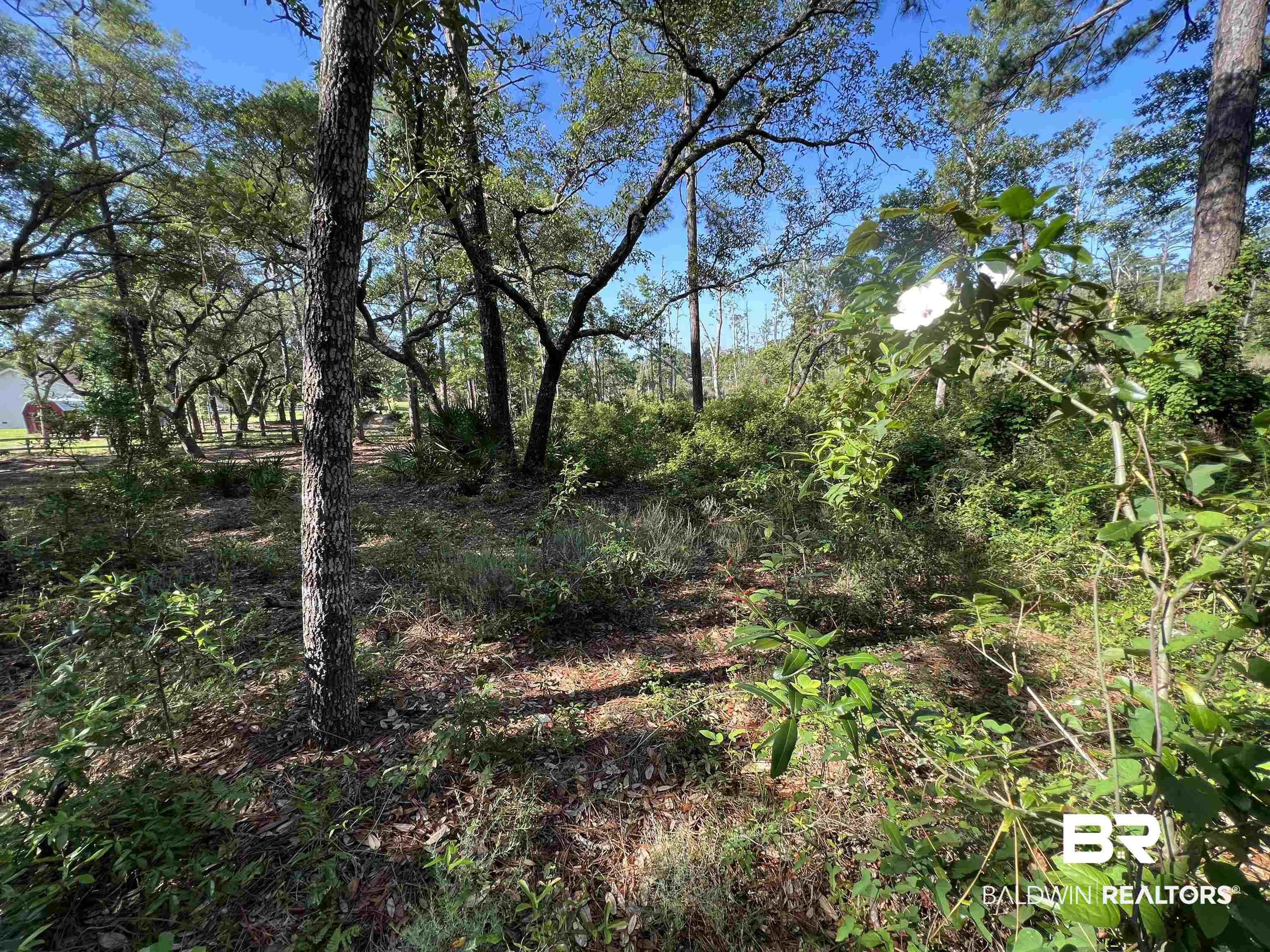 9545 North Bayou Road Lillian, AL 36549 - Photo 26 of 34 View of local wilderness