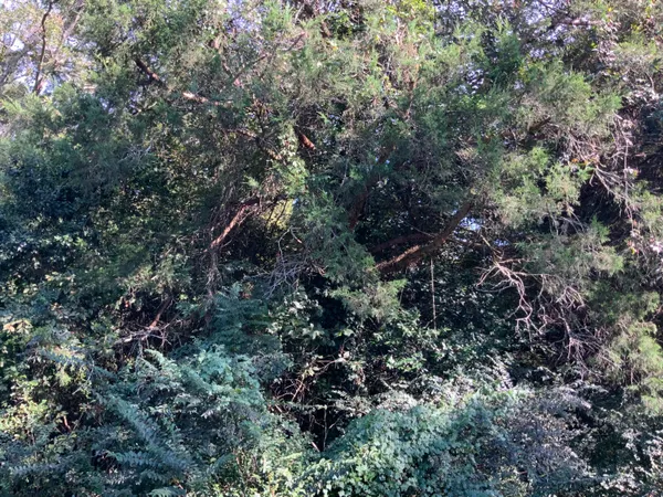 $29,900 | 123 Dawsey Street, Cordova, SC 29039