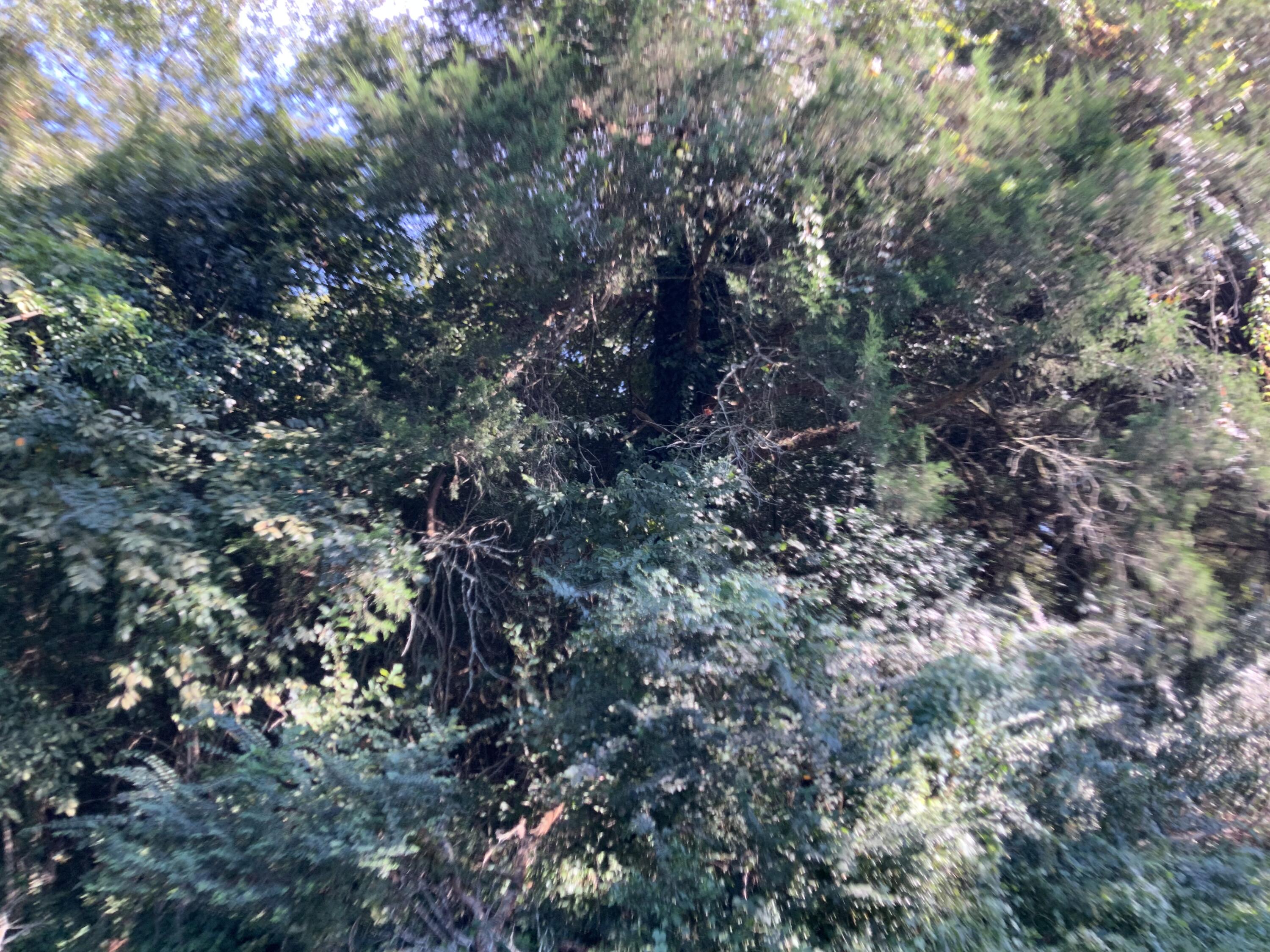 123 Dawsey Street Cordova, SC 29039 - Photo 13 of 20 IMG_0455