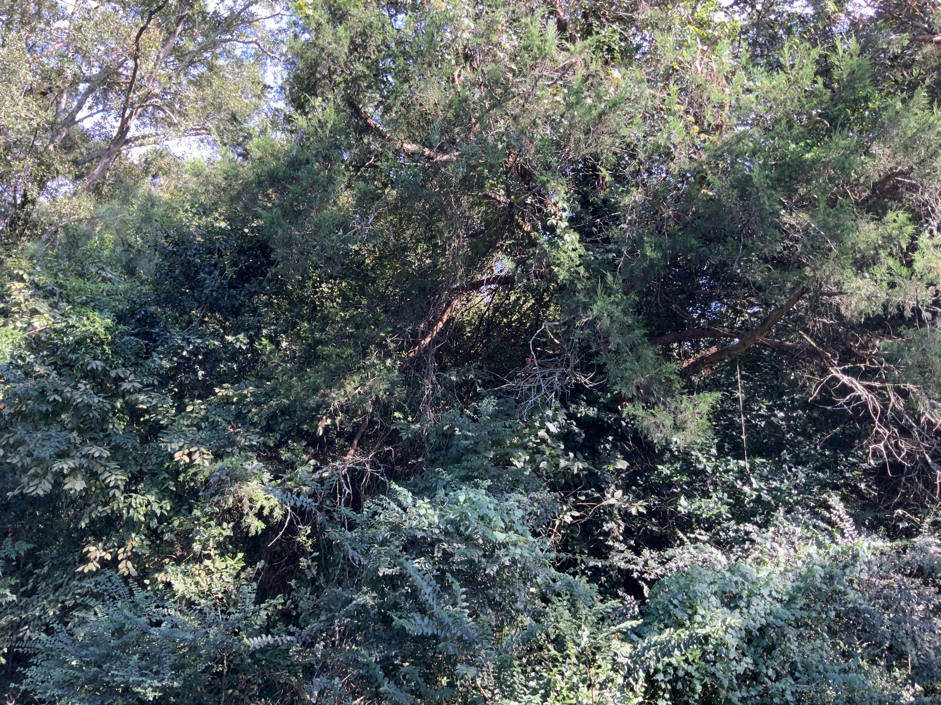 123 Dawsey Street Cordova, SC 29039 - Photo 19 of 20 IMG_0451