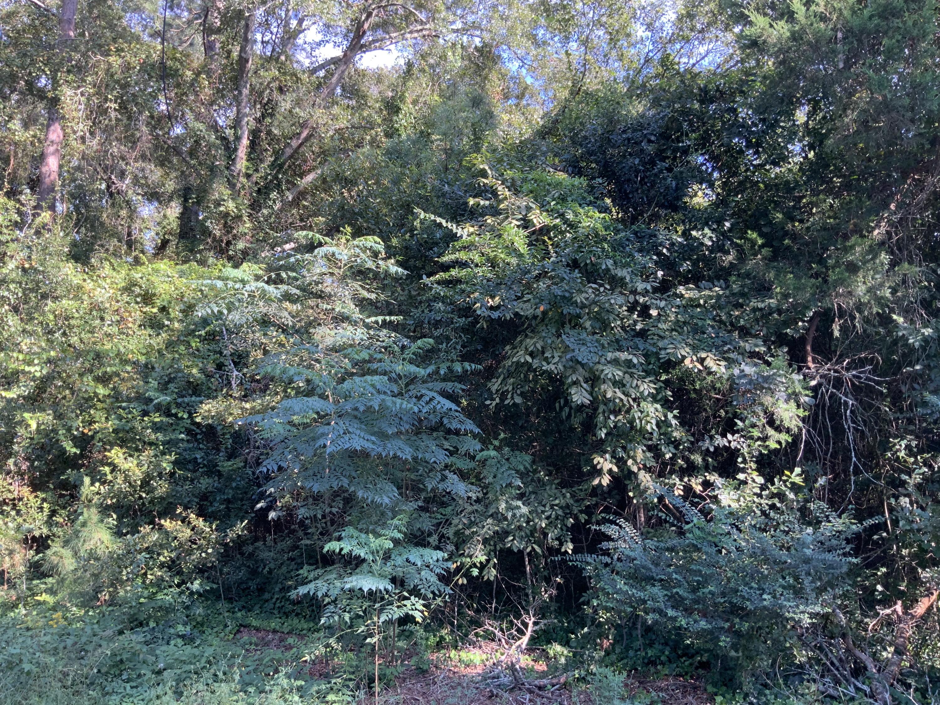 123 Dawsey Street Cordova, SC 29039 - Photo 20 of 20 IMG_0452