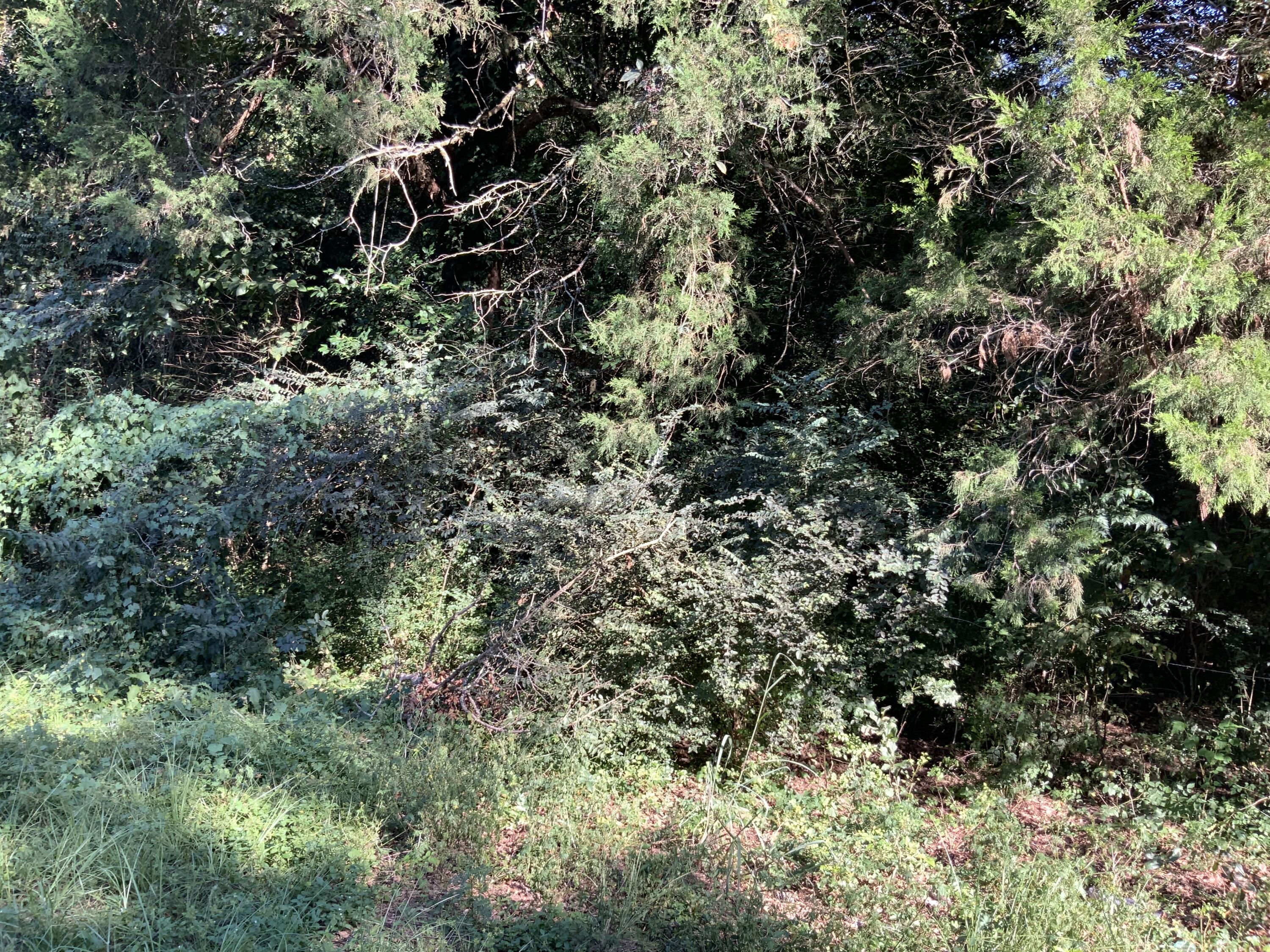 123 Dawsey Street Cordova, SC 29039 - Photo 3 of 20 IMG_0465