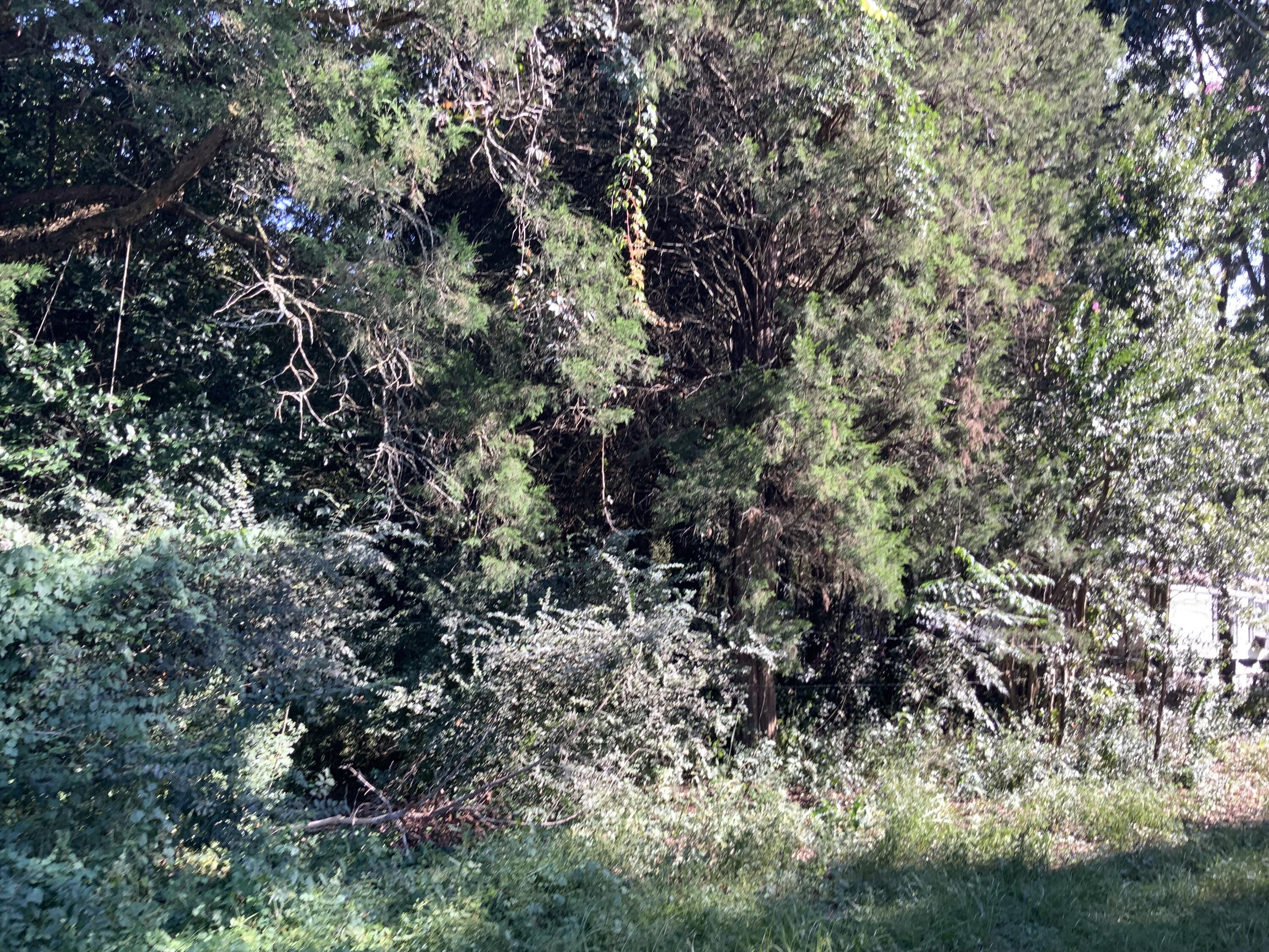 123 Dawsey Street Cordova, SC 29039 - Photo 6 of 20 IMG_0458