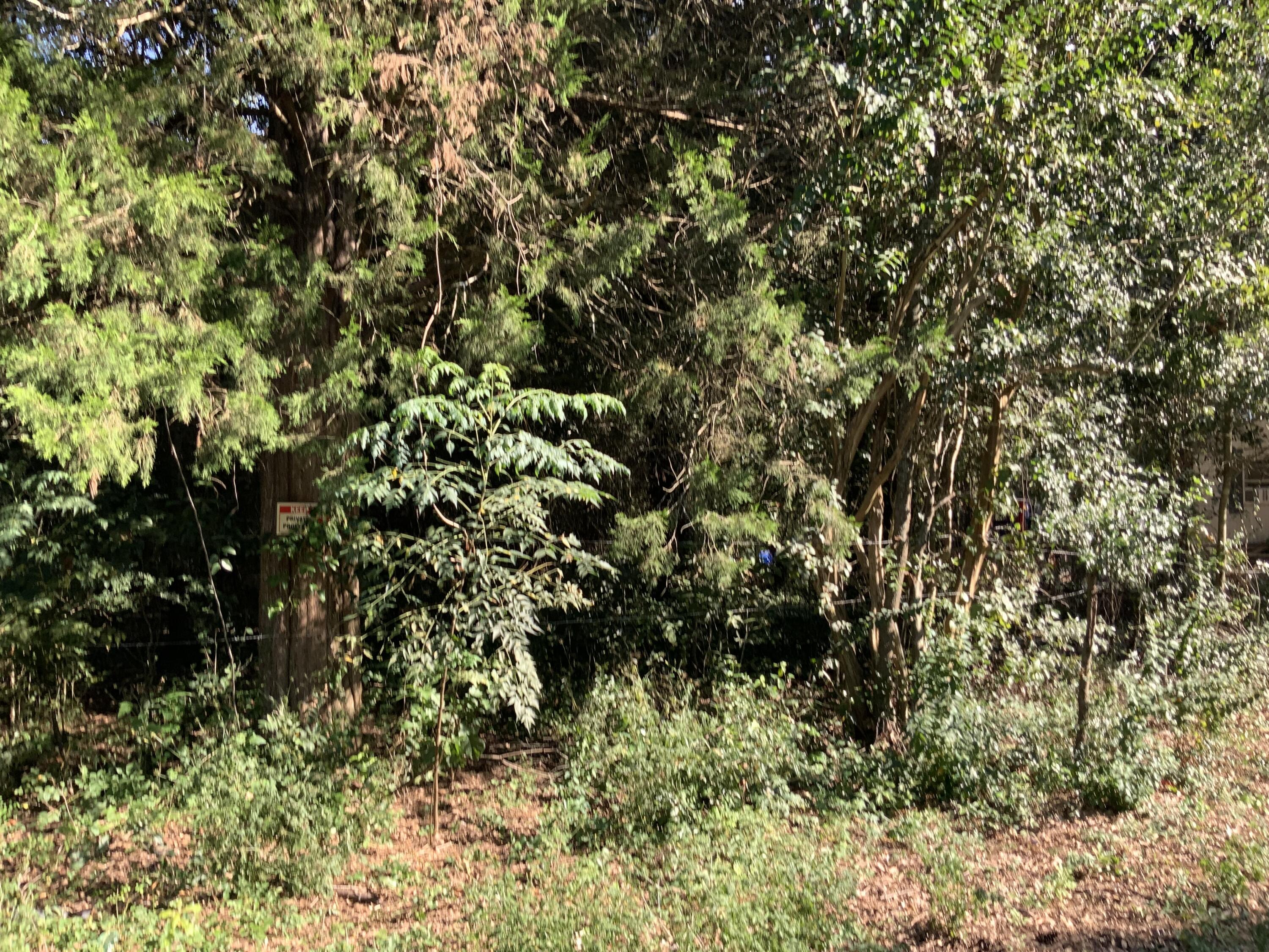 123 Dawsey Street Cordova, SC 29039 - Photo 7 of 20 IMG_0459