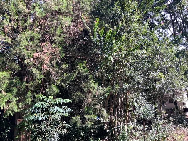 $29,900 | 123 Dawsey Street, Cordova, SC 29039