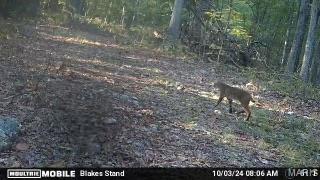 5 Lodge Road Potosi, MO 63664 - Photo 17 of 32